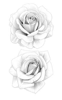 Roses Drawings - Two Roses Pencil Drawing 34 by Matthew Hack