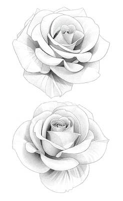 Abstract Flowers Drawings - Two Roses Pencil Drawing 36 by Matthew Hack