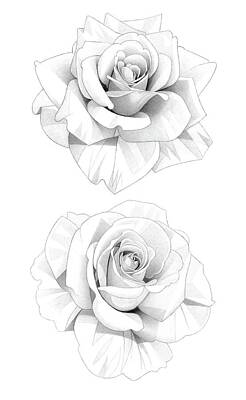 Roses Drawings - Two Roses Pencil Drawing 4 by Matthew Hack