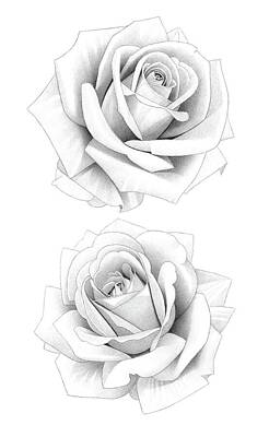 Roses Drawings - Two Roses Pencil Drawing 44 by Matthew Hack