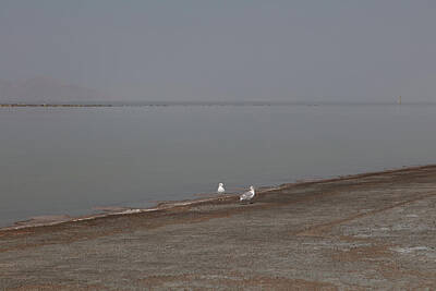 Garden Vegetables Rights Managed Images - Two seagulls at the Great Salt Lake in Salt Lake City Utah Royalty-Free Image by Eldon McGraw