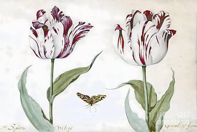 Comedian Drawings Royalty Free Images - Two tulips with butterfly 8 Royalty-Free Image by From Natures Arms