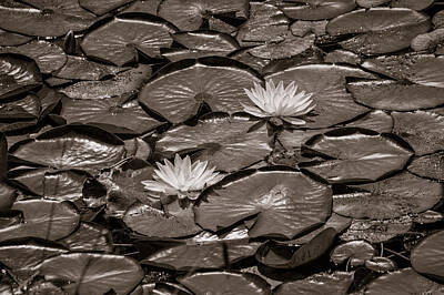 Lilies Photos - Two Water Lillies in Black And White by Robert Estes