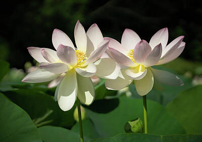 American Milestones - Two white lotus flowers by Jack Nevitt