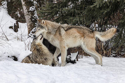 Animals Photos - Two Wolf Three Wolf by Wes and Dotty Weber