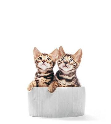 Portraits Photos - Two young Bengal cats portrait in a wooden bowl. Isolated on white by Michal Bednarek