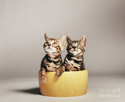 Portraits Photos - Two young Bengal cats portrait in a wooden bowl by Michal Bednarek