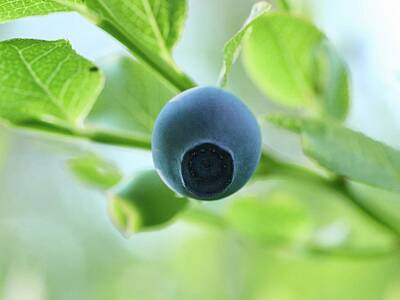 Shaken Or Stirred - Under the blueberry by Jouko Lehto