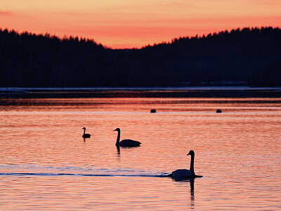 Skiing And Slopes - Under the red sky. Whooper Swan by Jouko Lehto