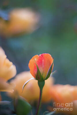 Impressionism Photos - Unfolding Light of the Garden by Mike Reid