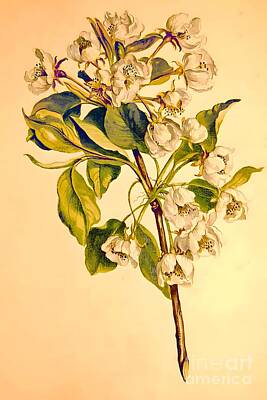 Queen Royalty Free Images - Pear Flowers  Royalty-Free Image by From Natures Arms