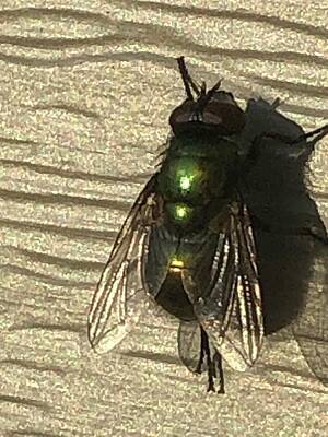 Wine Down Rights Managed Images - Upclose Green Bottle Fly Royalty-Free Image by Freddy Alsante