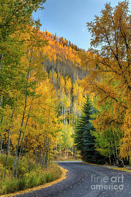 Everett Collection - Vail Autumn WInding Road  by Colin D Young