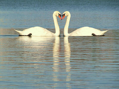 Everett Collection - Valentine Hearted Swans   by Christopher Mercer