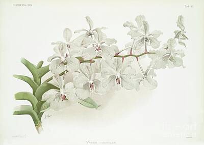 State Fact Posters - Vanda ccerulea from Reichenbachia Orchids 1888-1894 illustrated by Frederick Sander 1847-1920 by Shop Ability