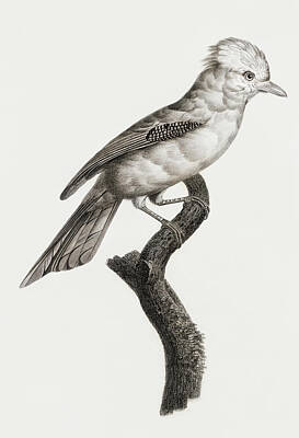 Birds Digital Art Rights Managed Images - Varied Jay -  Vintage Bird Illustration - Birds Of Paradise - Jacques Barraband - Ornithological Art Royalty-Free Image by Studio Grafiikka