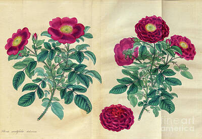 Roses Drawings - Velvet-flowered Hundred-leaved Rose. k1 by Botany