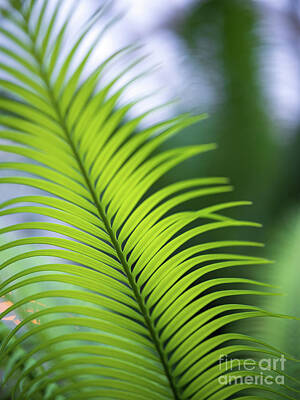 Impressionism Photo Rights Managed Images - Vibrant Green Fern Details Royalty-Free Image by Mike Reid