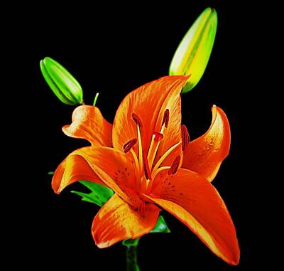 Florals Photos - Vibrant Orange Lily by Floral Arts
