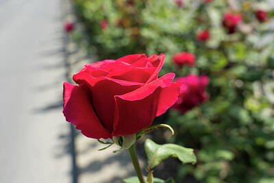 Botanical Farmhouse - Vibrantly Red Rose Bloom About to Open by Georgia Mizuleva