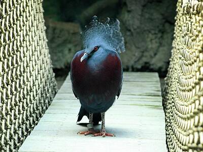 World War 2 Careless Talk Posters Royalty Free Images - Victoria-crowned Pigeon Royalty-Free Image by Luis Alegria