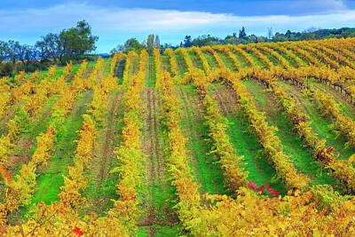 Happy Birthday - Vineyard in autumn. Navarre, Spain 07 by Mikel Bilbao Gorostiaga