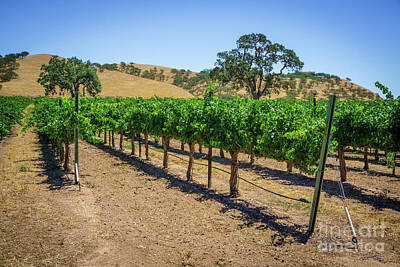 Food And Beverage Photos - Vineyard Views Paso Robles IV by Shari Warren Photography