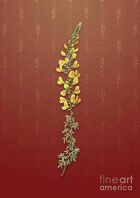 Florals Mixed Media - Vintage Adenocarpus Botanical Art on Falu Red Pattern n.2440 by Holy Rock Design