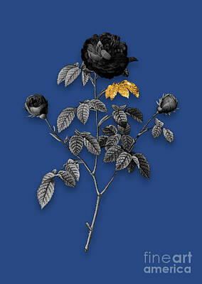 Roses Mixed Media - Vintage Agatha Rose in Bloom Black and White Gilded Floral Art on Midnight Blue by Holy Rock Design