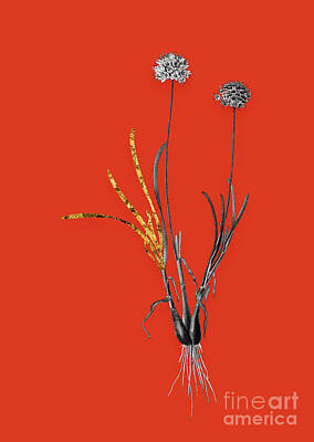 Food And Beverage Mixed Media - Vintage Allium Carolinianum Black and White Gilded Floral Art on Tomato Red n.0511 by Holy Rock Design