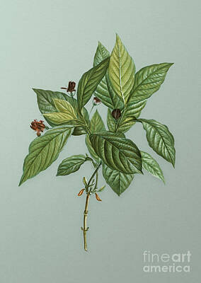 Floral Mixed Media - Vintage Alpine Honeysuckle Plant Botanical Art on Mint Green n.0833 by Holy Rock Design