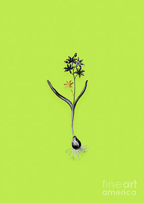 Minimalist Superheroes - Vintage Alpine Squill Black and White Gilded Floral Art on Chartreuse n.0179 by Holy Rock Design