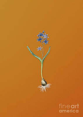 Pittsburgh According To Ron Magnes Rights Managed Images - Vintage Alpine Squill Botanical Art on Sunset Orange n.0369 Royalty-Free Image by Holy Rock Design