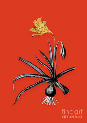 Food And Beverage Mixed Media - Vintage Amaryllis Broussonetii Black and White Gilded Floral Art on Tomato Red n.0385 by Holy Rock Design