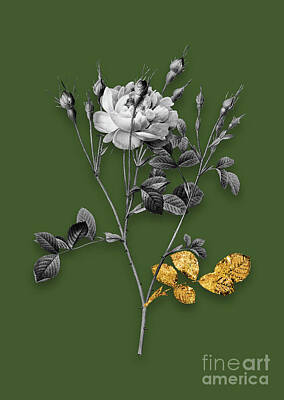 Roses Mixed Media - Vintage Anemone Sweetbriar Rose Black and White Gilded Floral Art on Olive Green n.0014 by Holy Rock Design