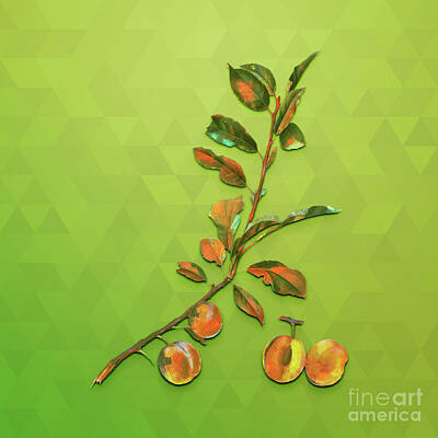 Animals Mixed Media - Vintage Apricot Botanical Art on Love Bird Green n.0393 by Holy Rock Design