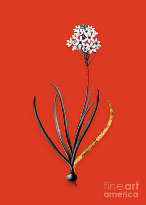 Food And Beverage Mixed Media - Vintage Arabian Starflower Black and White Gilded Floral Art on Tomato Red n.0484 by Holy Rock Design