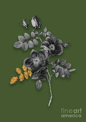Roses Mixed Media - Vintage Austrian Briar Rose Black and White Gilded Floral Art on Olive Green by Holy Rock Design