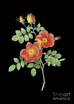 Queen - Vintage Austrian Briar Rose Botanical Art on Solid Black n.0869 by Holy Rock Design