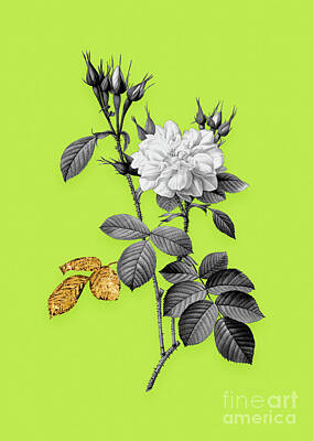 Roses Mixed Media - Vintage Autumn Damask Rose Black and White Gilded Floral Art on Chartreuse by Holy Rock Design