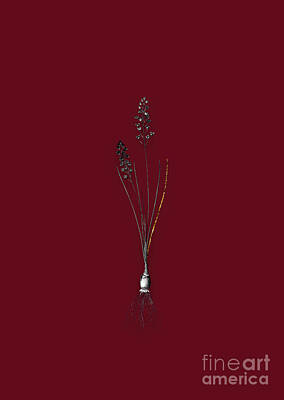 Floral Royalty Free Images - Vintage Autumn Squill Black and White Gilded Floral Art on Burgundy Red n.0310 Royalty-Free Image by Holy Rock Design