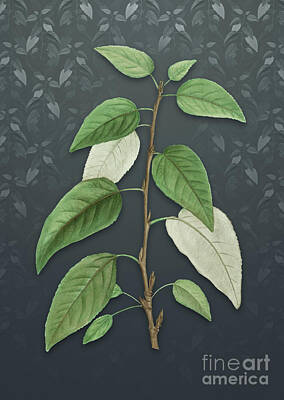 Florals Royalty Free Images - Vintage Balsam Poplar Leaves Botanical Art on Slate Gray Pattern n.4250 Royalty-Free Image by Holy Rock Design
