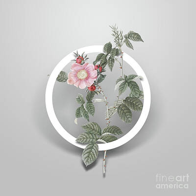 Negative Space Royalty Free Images - Vintage Big Flowered Dog Rose Minimalist Floral Geometric Circle Art N.268 Royalty-Free Image by Holy Rock Design