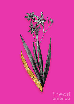 Lilies Mixed Media - Vintage Blackberry Lily Black and White Gilded Floral Art on Hot Pink n.0055 by Holy Rock Design