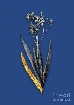 Lilies Mixed Media - Vintage Blackberry Lily Black and White Gilded Floral Art on Midnight Blue n.0702 by Holy Rock Design