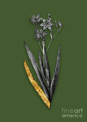 Lilies Mixed Media - Vintage Blackberry Lily Black and White Gilded Floral Art on Olive Green n.1004 by Holy Rock Design