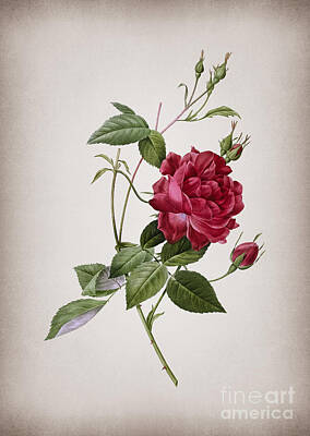 Roses Mixed Media Royalty Free Images - Vintage Blood Red Bengal Rose Botanical Illustration on Parchment Royalty-Free Image by Holy Rock Design