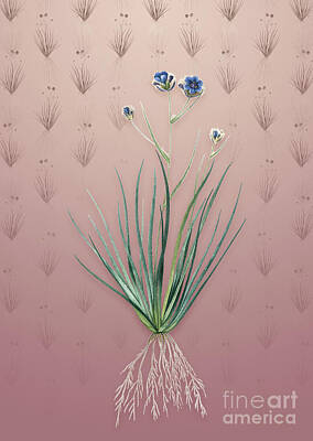 Lilies Mixed Media - Vintage Blue Corn Lily Botanical Art on Dusty Pink Pattern n.4402 by Holy Rock Design