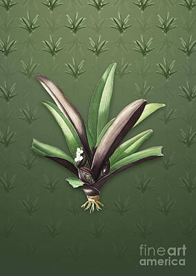 Louis Armstrong - Vintage Boat Lily Botanical Art on Lunar Green Pattern n.0728 by Holy Rock Design