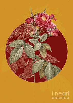 Roses Paintings - Vintage Botanical Boursault Rose on Circle Red on Yellow by Holy Rock Design